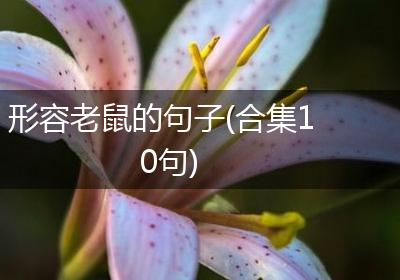 形容老鼠的句子(合集10句)