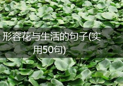 形容花与生活的句子(实用50句)
