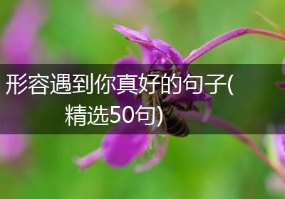 形容遇到你真好的句子(精选50句)