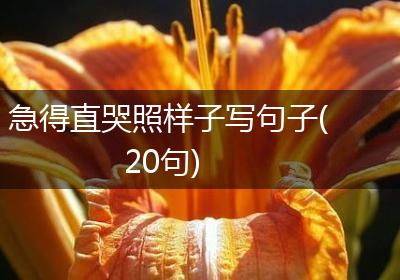 急得直哭照样子写句子(20句)