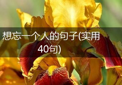 想忘一个人的句子(实用40句)