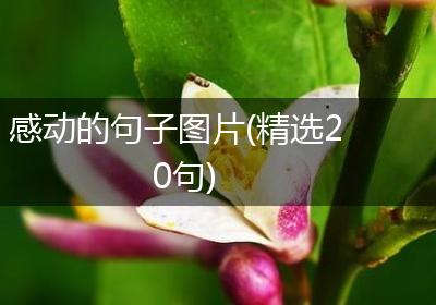 感动的句子图片(精选20句)
