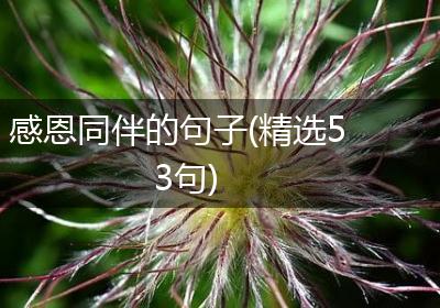 感恩同伴的句子(精选53句)