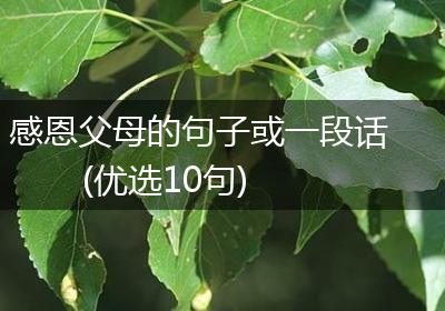 感恩父母的句子或一段话(优选10句)