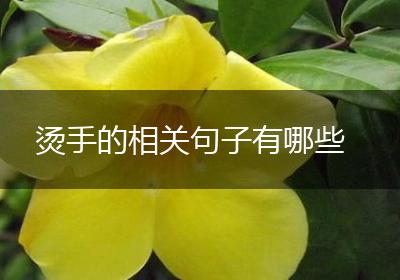 烫手的相关句子有哪些