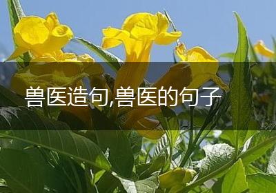 兽医造句,兽医的句子