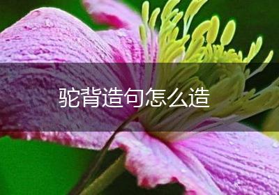驼背造句怎么造