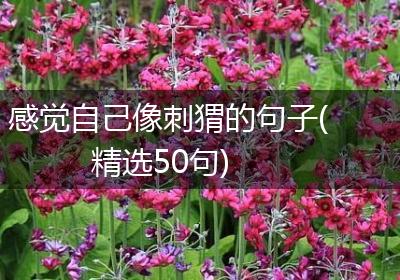 感觉自己像刺猬的句子(精选50句)