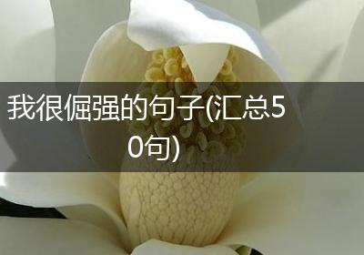 我很倔强的句子(汇总50句)