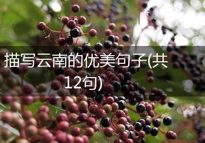 描写云南的优美句子(共12句)