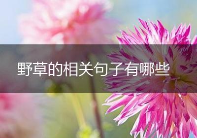 野草的相关句子有哪些