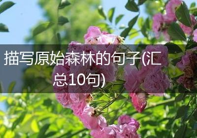描写原始森林的句子(汇总10句)