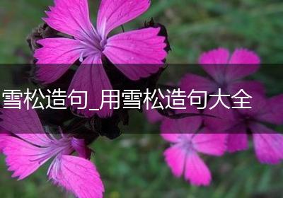 雪松造句_用雪松造句大全
