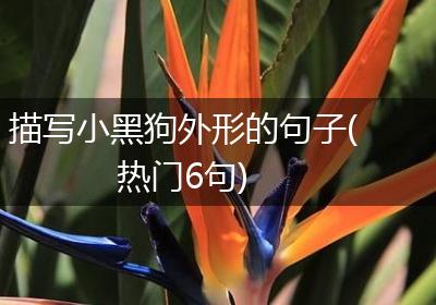 描写小黑狗外形的句子(热门6句)