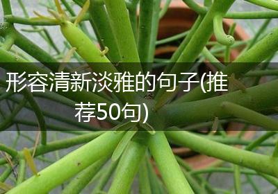 形容清新淡雅的句子(推荐50句)