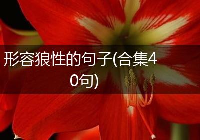 形容狼性的句子(合集40句)