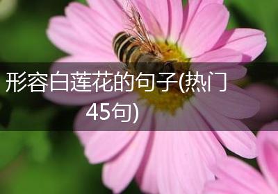 形容白莲花的句子(热门45句)