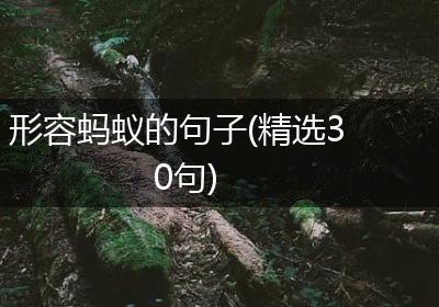 形容蚂蚁的句子(精选30句)