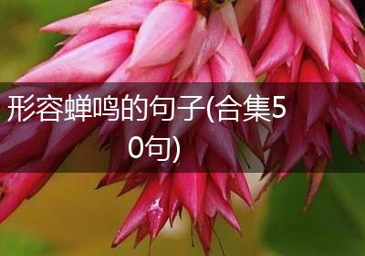 形容蝉鸣的句子(合集50句)