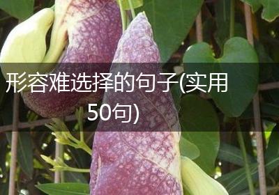 形容难选择的句子(实用50句)