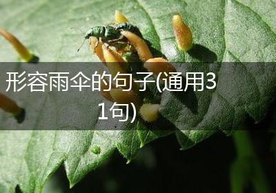 形容雨伞的句子(通用31句)