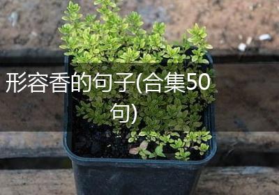 形容香的句子(合集50句)