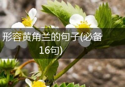 形容黄角兰的句子(必备16句)