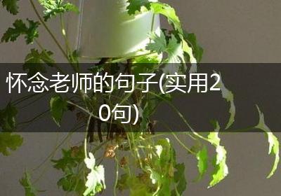 怀念老师的句子(实用20句)
