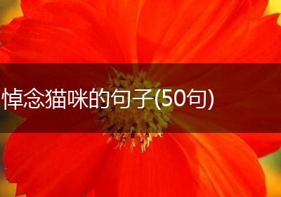 悼念猫咪的句子(50句)