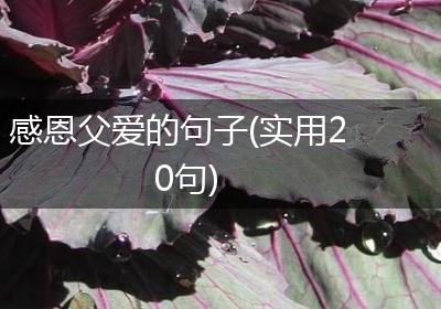 感恩父爱的句子(实用20句)