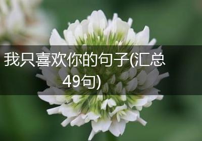 我只喜欢你的句子(汇总49句)