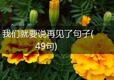 我们就要说再见了句子(49句)