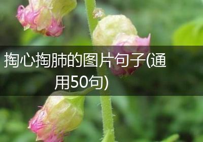 掏心掏肺的图片句子(通用50句)