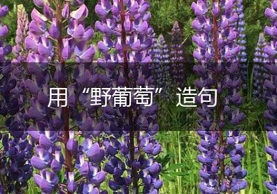 用“野葡萄”造句