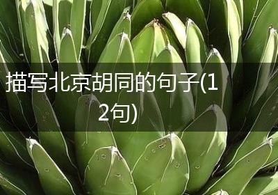描写北京胡同的句子(12句)