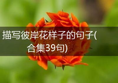 描写彼岸花样子的句子(合集39句)