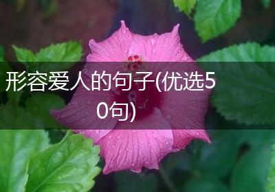形容爱人的句子(优选50句)