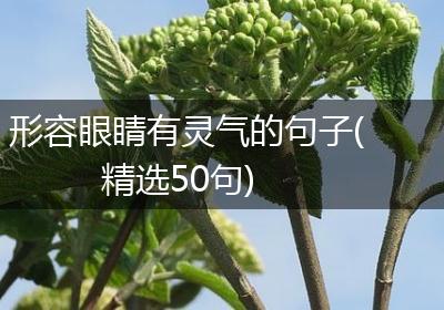 形容眼睛有灵气的句子(精选50句)