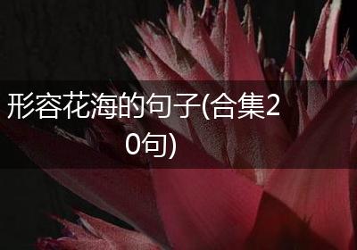 形容花海的句子(合集20句)