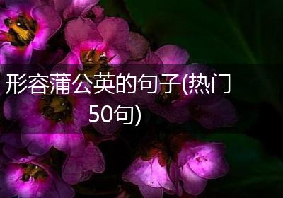形容蒲公英的句子(热门50句)