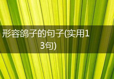 形容鸽子的句子(实用13句)
