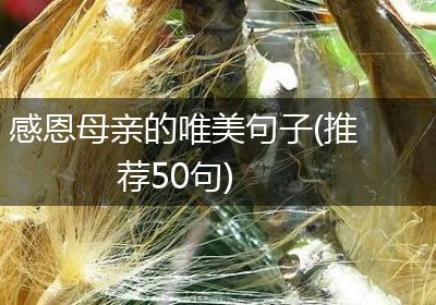 感恩母亲的唯美句子(推荐50句)