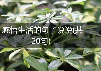 感悟生活的句子说说(共20句)