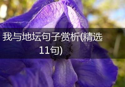 我与地坛句子赏析(精选11句)