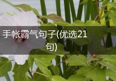 手帐霸气句子(优选21句)