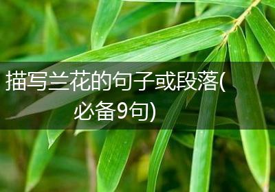 描写兰花的句子或段落(必备9句)