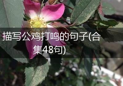 描写公鸡打鸣的句子(合集48句)