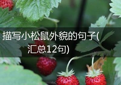 描写小松鼠外貌的句子(汇总12句)