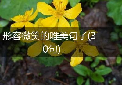 形容微笑的唯美句子(30句)