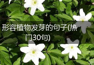 形容植物发芽的句子(热门30句)
